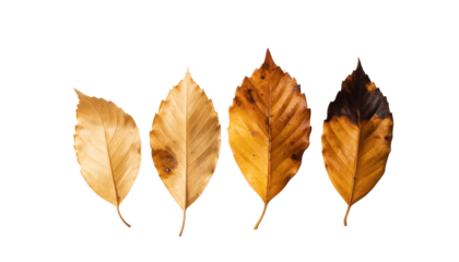 Four autumn leaves showing a progression of drying and decay on a white background
