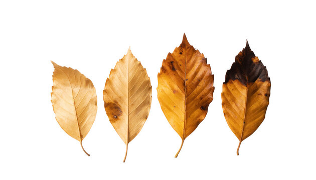Four autumn leaves showing a progression of drying and decay on a white background