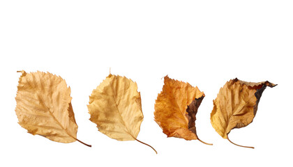 Four dry, aging brown leaves showing seasonal decay progression isolated on a transparent background, suitable for nature advertising.