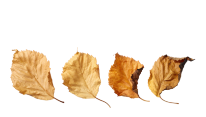 Four dried brown leaves isolated on white, symbolizing autumn and the passage of time
