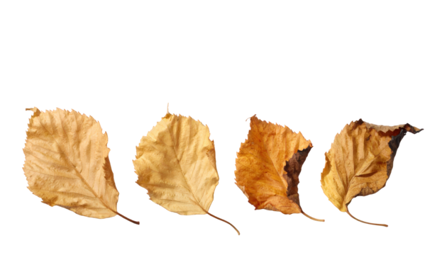 Four dried brown leaves isolated on white, symbolizing autumn and the passage of time