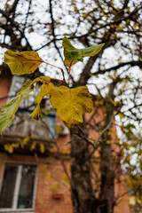 Yellow autumn leaves on a branch in the city, close-up with soft background blur and a building in the backdrop