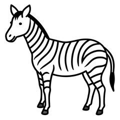 zebra isolated on white