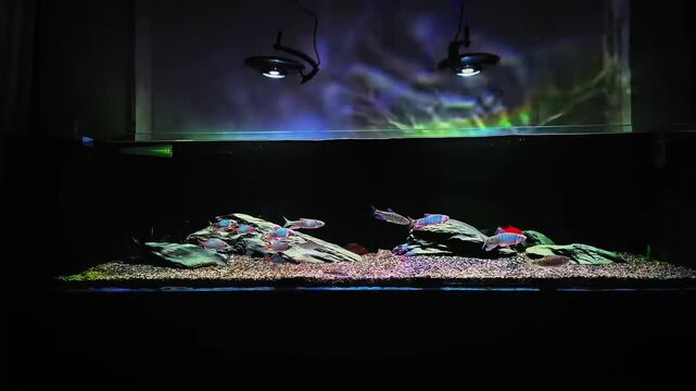 Vibrant Tropical Tetra Fish Swimming in a Dark Aquascape Tank with Glowing Substrate and Dramatic Lighting