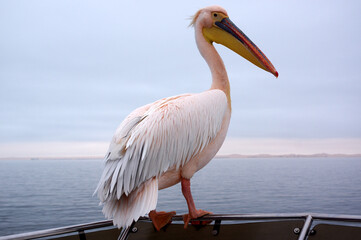 Pélican a Swakopmund, Namibie