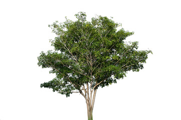 Obraz premium Bonsai tree, green leaves, isolated on a white background Natural objects