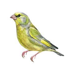 European greenfinch. Watercolor of a green bird on a white background. Good for postcards, books, invitations, greeting cards, wallpaper and textiles