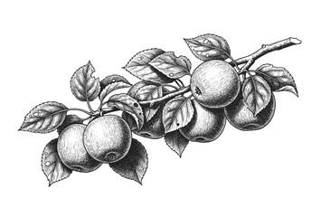Apple branch hand drawing vintage engraving illustration isolate on white background © bow
