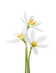 Three white Lilium isolated on a white background.  Zephyranthes candida.