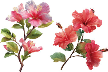 pink hibiscus flower isolated