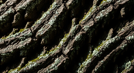 Close-up of tree bark texture with moss and lichen growing on surface