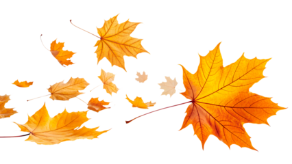 Bright golden and orange maple leaves swirling and falling in the air on an isolated white background with PNG cutout 