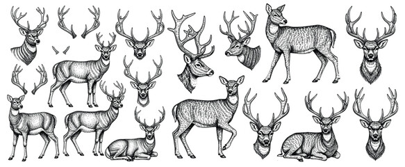 Deer sketches set. Reindeer, stag, head with antlers, vintage drawings. Northern animal, outlined woodcut etching, engraving in retro style. Hand-drawn vector illustration isolated on white background