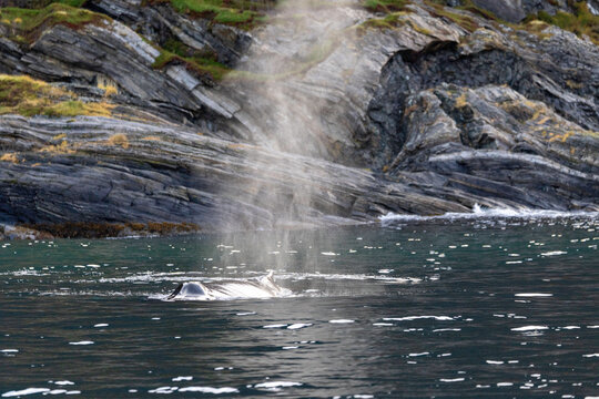 Whale&rsquo;s Breath Rising Against Arctic Cliffs