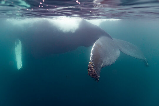 Majestic Humpback Whale Glides Through Arctic Depths