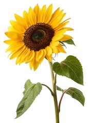 Fototapeta premium Yellow sunflower with a green leaf