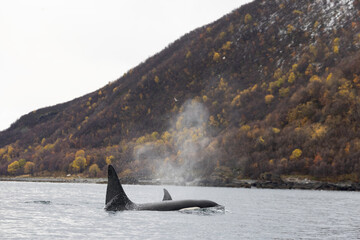 Orcas Breathing in a Quiet Autumn Fjord