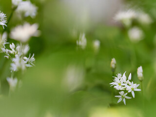 Fresh wild garlic blossoms in focus on soft green blurred background with space for text natural spring atmosphere suitable for food nature wellness and culinary themes.