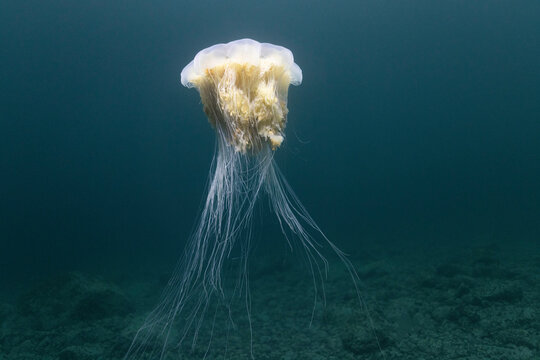 A Ghostly Arctic Jellyfish Drifting Silently