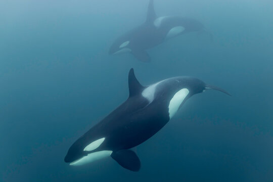 Majestic Orcas Gliding Through Arctic Depths - Powered by Adobe