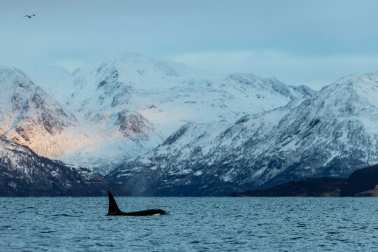 Orca cruising peacefully beneath vast Arctic mountains