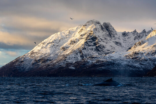 Humpback whale surfacing beneath glowing Arctic peaks