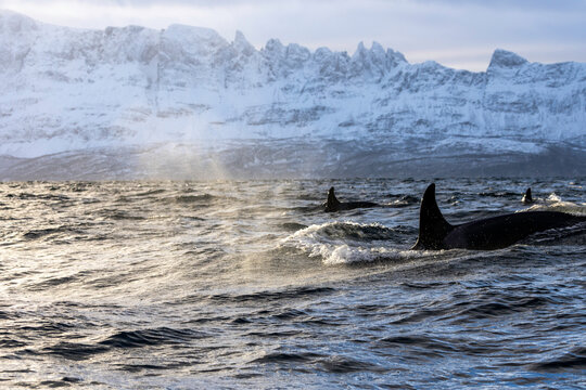 Orca pod travelling beneath icy Nordic cliffs - Powered by Adobe