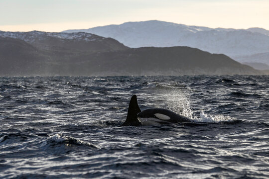 Orcas cruising through rough Arctic waters