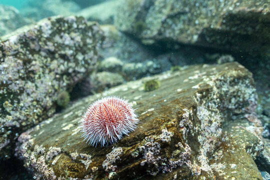 Arctic Sea Urchin Resting on Ancient Coastal Rock