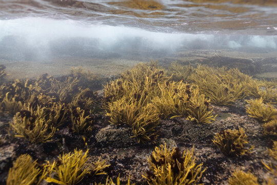 Underwater Forest Beneath Arctic Waves