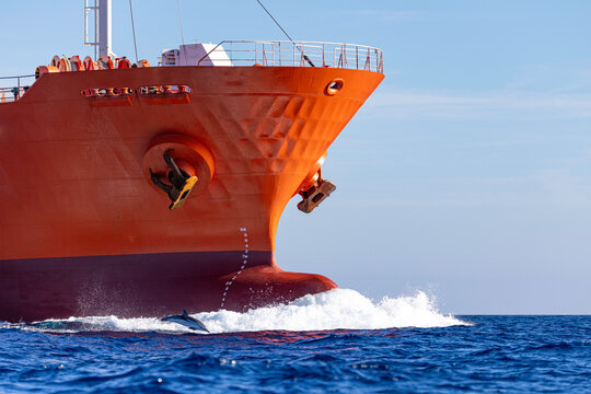 Dolphin Surfacing Beside the Bow of a Giant Orange Cargo Ship