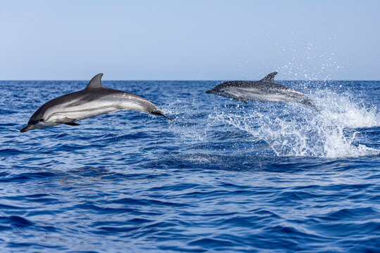 Twin Dolphins in Mid-Air over the Mediterranean