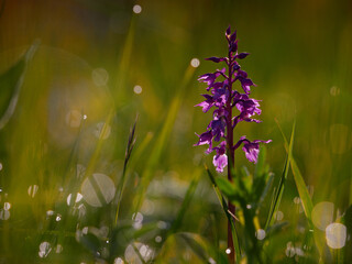 Wild orchid blooming on the right side with gentle morning light and soft sun bokeh from below blurred green and orange background left area free for text peaceful spring nature scene.