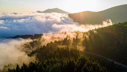 An aerial view captures a dense pine forest shrouded in morning mist and fog, with the sun casting golden rays through the trees and over distant mountains.
