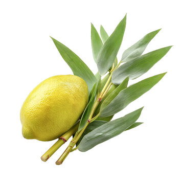 Lulav and etrog in traditional display, isolated on white background