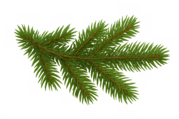 Spruce tree branch with green needles for christmas and winter holiday decoration, transparent background