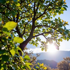 Sunlight Filtering Through Green Leaves of a Tree Against a Scenic Landscape Background