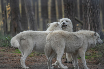 Obraz premium three white arctic wolves in the forest