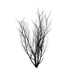 Bush bare isolated transparent background 3d rendering PNG
