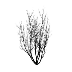 Bush bare isolated transparent background 3d rendering PNG
