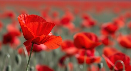Fototapeta premium Vibrant red poppies sway gently in a sundrenched field, their delicate petals dancing in the breeze, creating a mesmerizing tapestry of color and movement against a blurred backdrop of green and gold