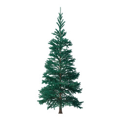 Fir (conifer) isolated transparent background 3d rendering PNG 16 bit
