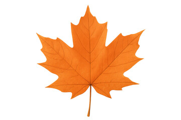 Fototapeta premium Maple leaf displaying vivid orange and yellow autumn colors. Fall season symbol, changing nature, transparent background