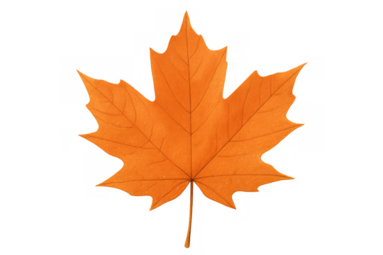 Maple leaf displaying vivid orange and yellow autumn colors. Fall season symbol, changing nature, transparent background