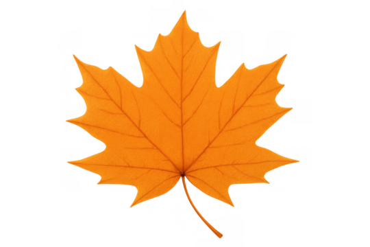 Bright orange maple leaf featuring autumn season symbolizing nature, change, and harvest on a transparent background - Powered by Adobe