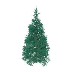 Fir (conifer) isolated transparent background 3d rendering PNG 16 bit
