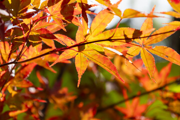 紅葉したカエデの葉のクローズアップ