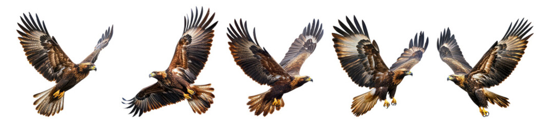 Fototapeta premium Majestic Bird in Flight Displaying Graceful Wings and Feathers, Isolated on Transparent, white background