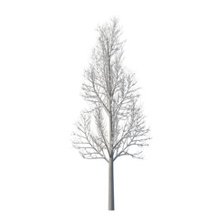 Obraz premium Tree snow covered isolated transparent background 3d rendering PNG 16 bit 