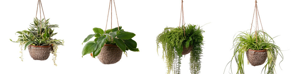 Naklejka premium Hanging green plants isolated on transparent background